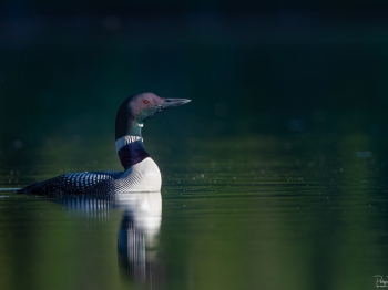 La grâce du Plongeon huard