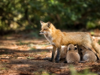 C'est l'heure de l'allaitement pour cette famille de renard roux, Québec, Canada