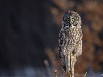Première lueur sur la chouette Lapone