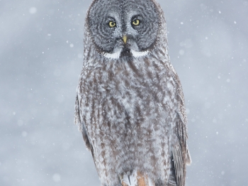 Sa majesté la chouette Lapone