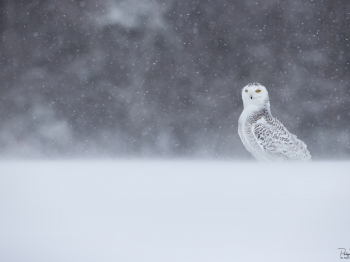 Mon pays c'est l'hiver