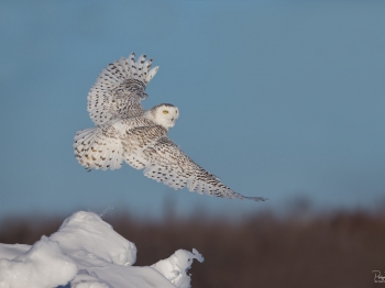 L'envole du Harfang des neiges