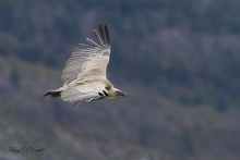 Vautour Fauve Remuzat FRANCE
