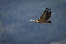 Vautour Fauve Remuzat FRANCE