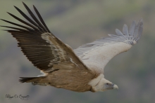 Vautour Fauve Remuzat FRANCE
