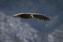 Vautour Moine Remuzat FRANCE