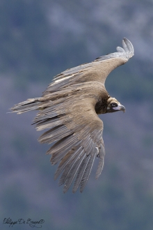 Vautour Moine Remuzat FRANCE