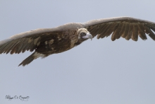 Vautour Moine Remuzat FRANCE