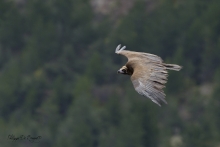 Vautour Moine Remuzat FRANCE