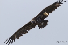Vautour Moine Remuzat FRANCE