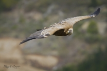 Vautour Fauve Remuzat FRANCE