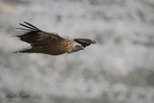 Vautour Fauve Remuzat FRANCE