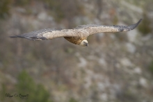 Vautour Fauve Remuzat FRANCE